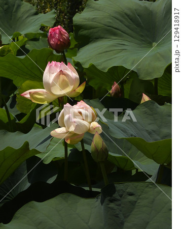 草津市立水生植物公園みずの森 ハスの花 草津市立水生植物公園みずの森 ハスの花 129418917