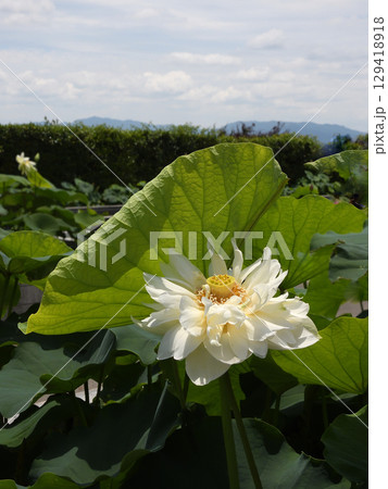 草津市立水生植物公園みずの森　ハスの花 129418918