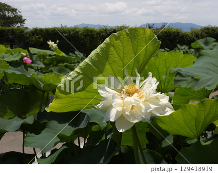 草津市立水生植物公園みずの森　ハスの花 129418919