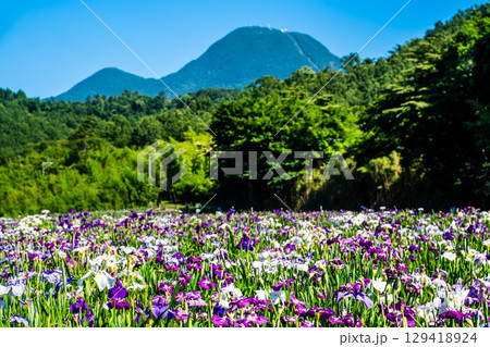 神楽女湖しょうぶ園【大分県別府市】 神楽女湖しょうぶ園【大分県別府市】 129418924