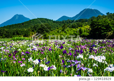神楽女湖しょうぶ園【大分県別府市】 129418929