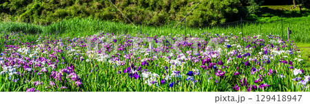 神楽女湖しょうぶ園　パノラマ【大分県別府市】 129418947