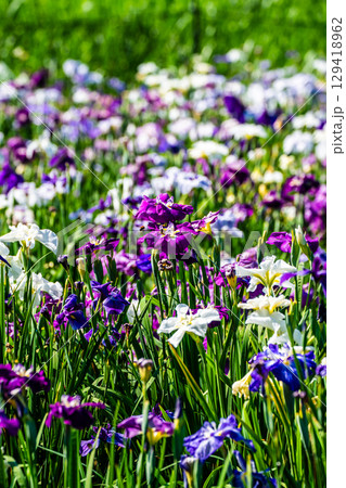 神楽女湖しょうぶ園【大分県別府市】 129418962