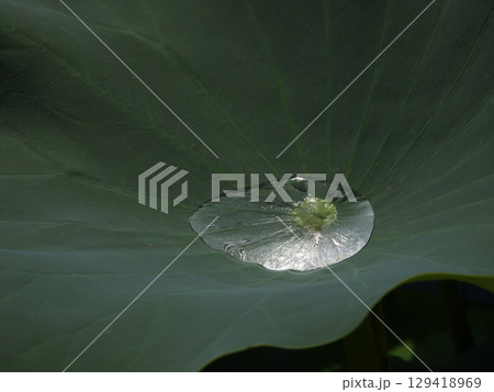 草津市立水生植物公園みずの森　ハス 129418969