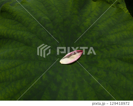 草津市立水生植物公園みずの森　ハス 129418972