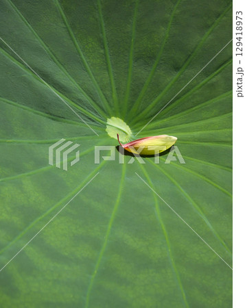 草津市立水生植物公園みずの森　ハス 129418973