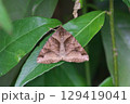 オオウンモンクチバ 129419041