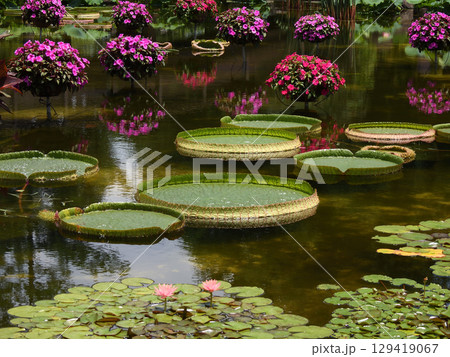 草津市立水生植物公園みずの森　花影の池　パラグアイオニバス 129419067