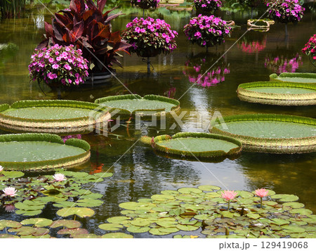 草津市立水生植物公園みずの森　花影の池　パラグアイオニバス 129419068