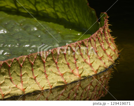 草津市立水生植物公園みずの森 花影の池 パラグアイオニバス 草津市立水生植物公園みずの森 花影の池 パラグアイオニバス 129419071