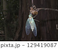 ヒグラシの羽化 129419087