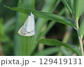 ヒメシロチョウの交尾 129419131