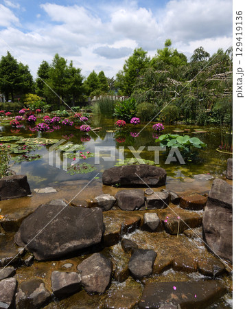 草津市立水生植物公園みずの森　花影の池 129419136