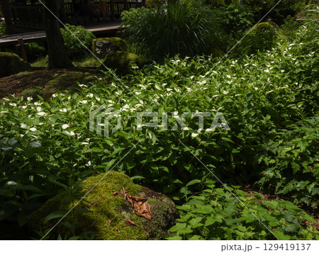 草津市立水生植物公園みずの森　半夏生 129419137