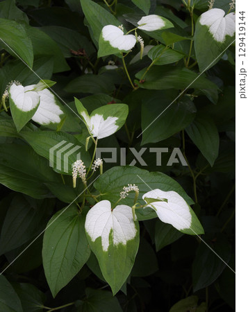 草津市立水生植物公園みずの森　半夏生 129419144