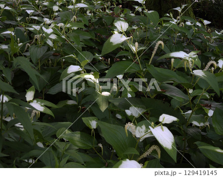 草津市立水生植物公園みずの森　半夏生 129419145