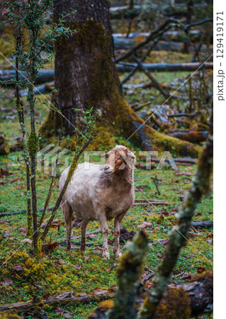 Sheep Grazing in Mossy Forest of Spruce Meadow, Yulong Snow Mountain, China Sheep Grazing in Mossy Forest of Spruce Meadow, Yulong Snow Mountain, China 129419171