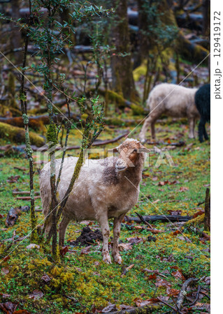 Sheep Grazing in Mossy Forest of Spruce Meadow, Yulong Snow Mountain, China Sheep Grazing in Mossy Forest of Spruce Meadow, Yulong Snow Mountain, China 129419172