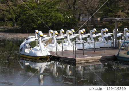 井の頭公園に並ぶスワンボート 129419269