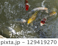 池に集まるカラフルな鯉 129419270