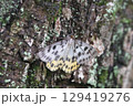 ヒョウモンエダシャク 129419276