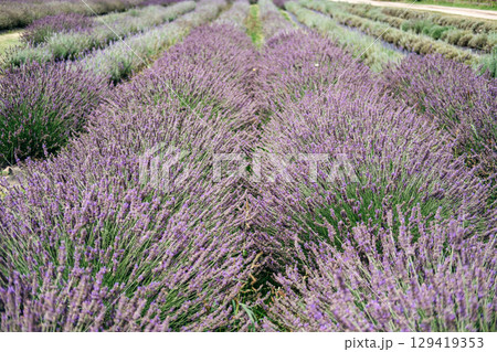Symmetrical rows of healthy lavender plants cultivated for essential oil and skincare use. Clean beauty, botanical skincare, farm-to-skin, sustainable cosmetics... 129419353