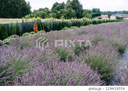 Fragrant lavender bushes growing in neat rows beside a landscaped boundary of ornamental shrubs and rural fencing. Sustainable herb production, eco-wellness ingredients, lavender cultivation,  129419354