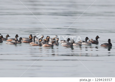 ハジロカイツブリの群れ 129419357