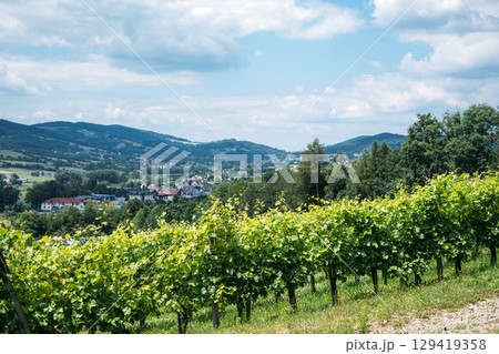 Vineyard rows on a hillside overlooking a small town with mountains in the background. Organic farming, local food systems, farm-to-table, sustainable supply chains 129419358