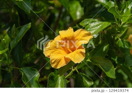 黄色いハイビスカスの花 黄色いハイビスカスの花 129419374