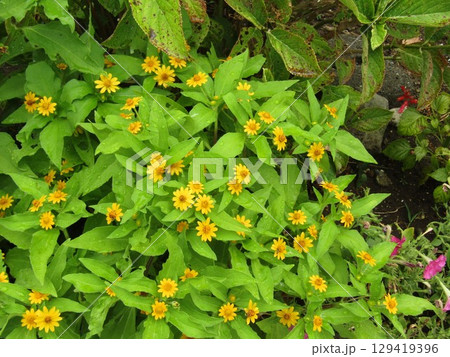 メランポジュームの可愛い黄色い花の集合 129419396