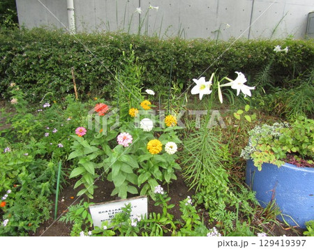 高砂百合と百日草の花 129419397