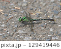 アオサナエ 129419446
