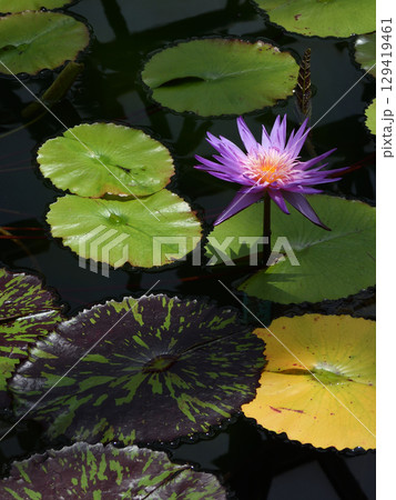 草津市立水生植物公園みずの森　熱帯スイレン（ロータス館） 129419461