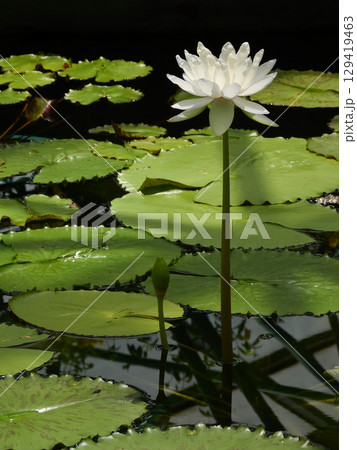 草津市立水生植物公園みずの森 熱帯スイレン(ロータス館) 草津市立水生植物公園みずの森 熱帯スイレン(ロータス館) 129419463