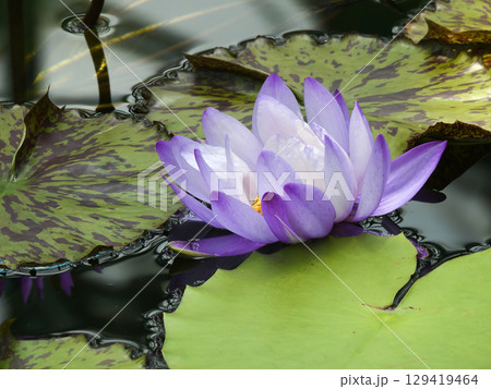 草津市立水生植物公園みずの森 熱帯スイレン(ロータス館) 草津市立水生植物公園みずの森 熱帯スイレン(ロータス館) 129419464