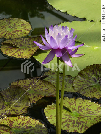 草津市立水生植物公園みずの森　熱帯スイレン（ロータス館） 129419467