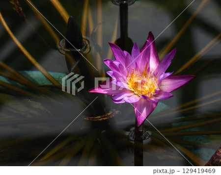 草津市立水生植物公園みずの森 熱帯スイレン(ロータス館) 草津市立水生植物公園みずの森 熱帯スイレン(ロータス館) 129419469