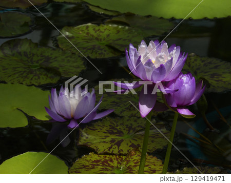 草津市立水生植物公園みずの森 熱帯スイレン(ロータス館) 草津市立水生植物公園みずの森 熱帯スイレン(ロータス館) 129419471