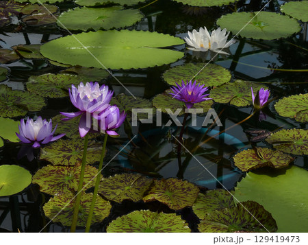 草津市立水生植物公園みずの森　熱帯スイレン（ロータス館） 129419473