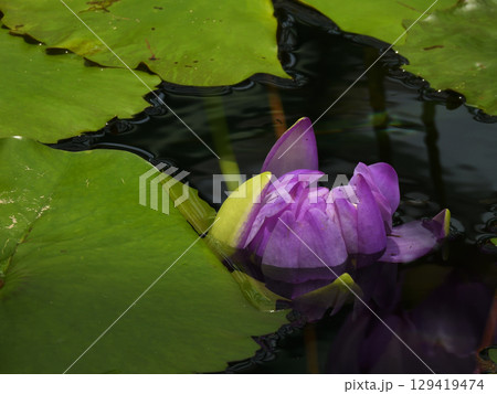 草津市立水生植物公園みずの森　熱帯スイレン（ロータス館） 129419474