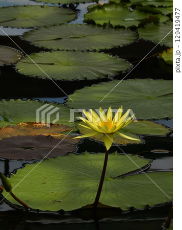 草津市立水生植物公園みずの森　熱帯スイレン（ロータス館） 129419477