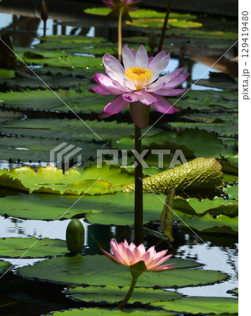草津市立水生植物公園みずの森　熱帯スイレン（ロータス館） 129419480