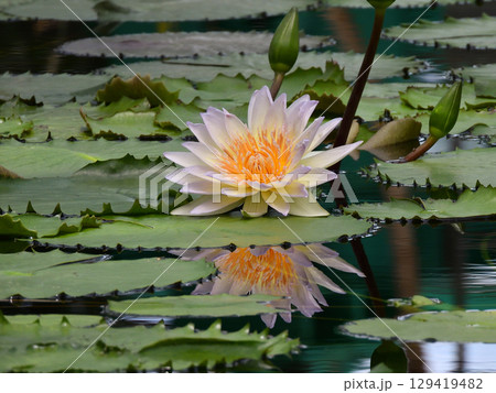 草津市立水生植物公園みずの森　熱帯スイレン（ロータス館） 129419482