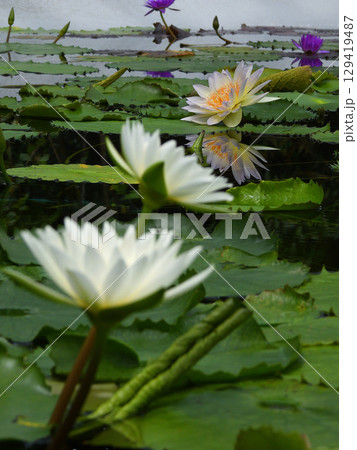 草津市立水生植物公園みずの森　熱帯スイレン（ロータス館） 129419487