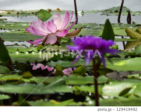 草津市立水生植物公園みずの森　熱帯スイレン（ロータス館） 129419492