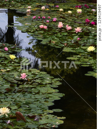 草津市立水生植物公園みずの森　スイレン池 129419497