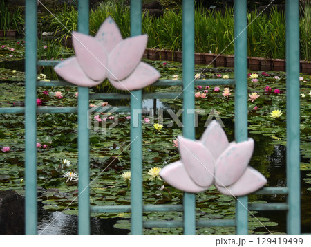 草津市立水生植物公園みずの森 スイレン池 草津市立水生植物公園みずの森 スイレン池 129419499