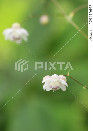 可憐に咲く、白いレンゲショウマ　夏風景 129419662