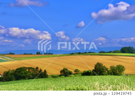 美瑛の大地と大空(北海道・美瑛町・びえいちょう) 美瑛の大地と大空(北海道・美瑛町・びえいちょう) 129419745